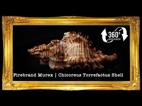 Torrectactus | Chicoreus Torrefactus | Firebrand Murex | 2 - 4 Inches