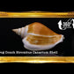 500 Grams | Canarium | Dog Conch