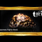 Cyprea Tiger | Cyprea Caputserpentes | 1 - 2 Inches
