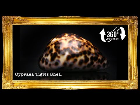 Cyprea Tiger | Cyprea Caputserpentes | 1 - 3 Inches