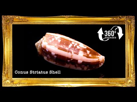 Conus Aulicus | Princely Cone | 2.6 - 4.5 Inches