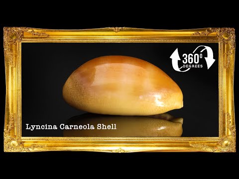 Cyprea Carneola | Carnelian Cowrie | 0.5 - 1.5 Inches