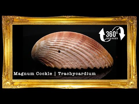 Cockles Giant | Magnum Cockle | 3 - 6 Inches