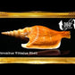 500 Grams | Bulagsik | Vittate Conch