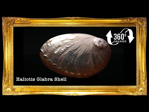 Abalone Long | Donkey's Ear Abalone | Pearlized | 2.5 - 3 Inches