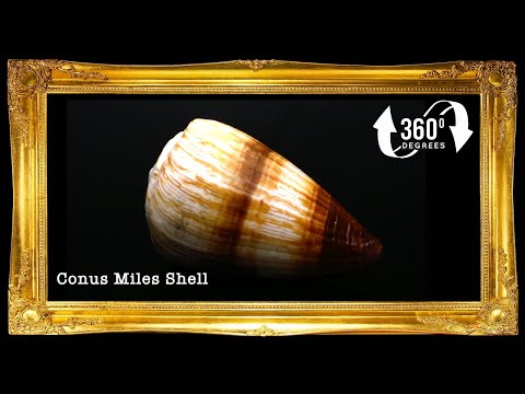 Conus Miles | Soldier Cone | 1.5 - 3 Inches