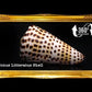 Conus Litteratus | Lettered Cone | 2 - 2.9 Inches