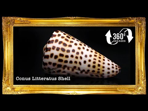 Conus Litteratus | Lettered Cone | 2 - 2.9 Inches
