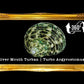 Turbo Green Natural | Buffed | Crass Turban | 1 - 2.5 Inches