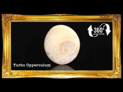 Cat’s Eye | Operculum (Black)