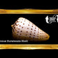 Conus Surat | Conus Suratensis | 2 - 3 Inches
