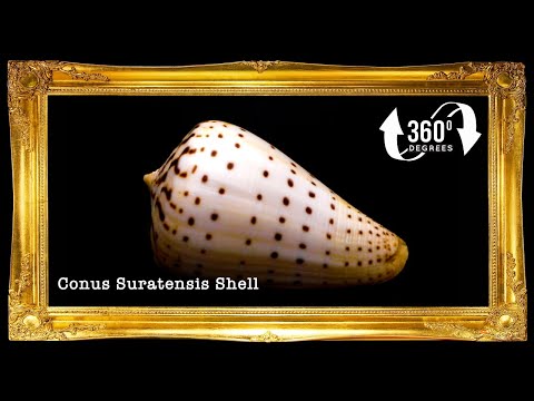 Conus Surat | Conus Suratensis | 1 - 4 Inches