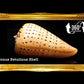 Conus Betulinus | Beech Cone | 2 - 3.5 Inches