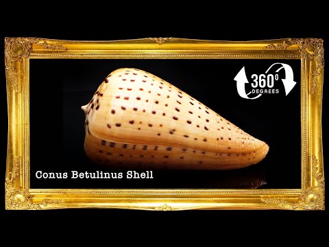 Conus Betulinus | Beech Cone | 1 - 4.5 Inches