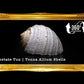 Tonna Tesselata | Mosaic Tun | Tonna Tessellata | 2 - 4 Inches