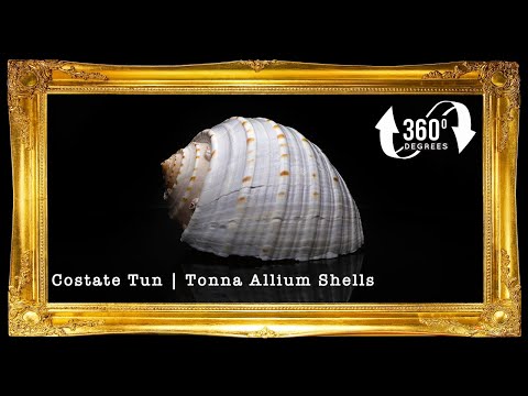 Tonna Tesselata | Mosaic Tun | Tonna Tessellata | 2 - 4 Inches