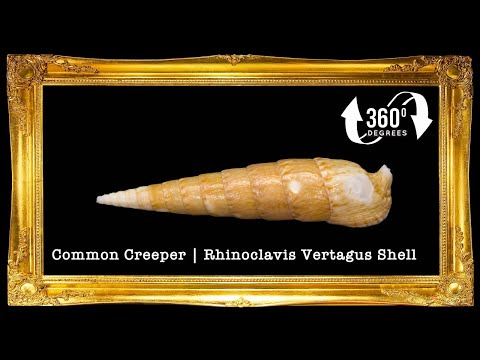 Vertagus | Common Creeper | Rhinoclavis Vertagus | 4 - 6 Inches | Large