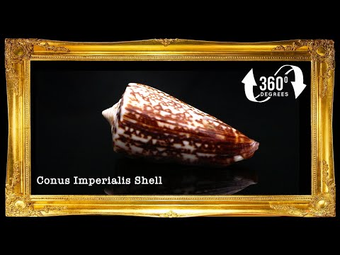Conus Imperiales | Conus Thalassiarchus Elevata | 1.5 - 3 Inches