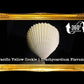 500 Grams | Yellow Cockle | Pacific Yellow Cockle
