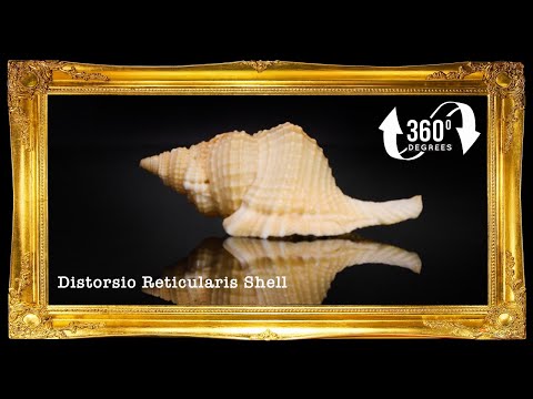 Distorsio Reticulata | Distorsio Reticularis | 1.5 - 3.5 Inches