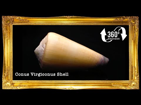 Conus Virgo | Conus Virgiconus | 2 - 2.5 Inches