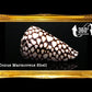 Conus Marmoreous | Marbled Cone | 2 - 3.5 Inches