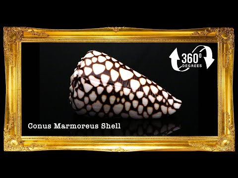 Conus Marmoreous | Marbled Cone | 2 - 3.5 Inches