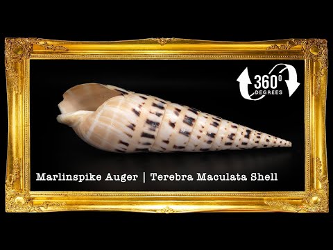 Terebra Maculata | Marlinspike Auger | Oxymeris Maculata | 3 - 5 Inches