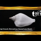 Canarium | Dog Conch | White | 2 - 2.5 Inches