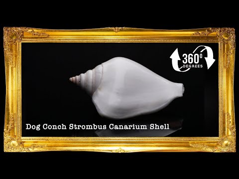 Canarium | Dog Conch | White | 2 - 2.5 Inches