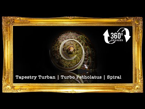 Turbo Petholatus | Spiral | Tapestry Turban | 1 - 2 Inches