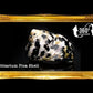 Black Pica Turbo | West Indian Top Shell | 2 - 2.5 Inches