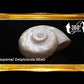 Angaria Pearlized | Imperial Delphinula | 1 - 2 Inches