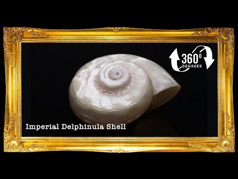 Angaria Pearlized Shell | Imperial Delphinula (Angaria delphinus ...
