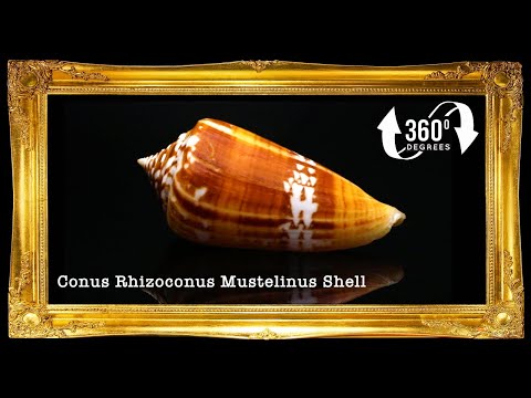 Conus Mustelinus | Weasel Cone | Capitaneous | 1 - 3 Inches