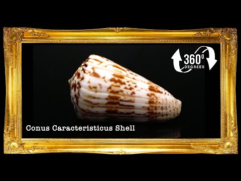 Conus Caracteristicus | Characteristic Cone | 1 - 2.5 Inches