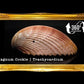 Cockles Giant | Magnum Cockle | 3- 4 Inches