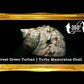 Turbo Green Burgees | Green Turbo |Turbo Mamoratus | 3 - 4 Inches