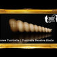 1 Kilo | Tortilla | Screw Turritella | Seashells | Sea shells