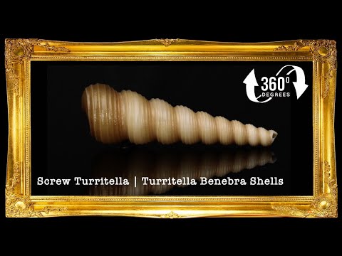 1 Kilo | Tortilla | Screw Turritella | Seashells | Sea shells