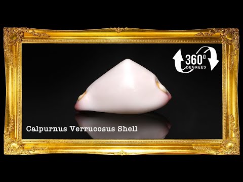 Calpurnus | Umbilical Ovula | 1 - 1.5 Inches