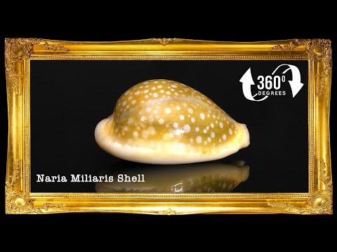 Cyprea Milliaris | Millet Cowrie | 0.5 - 1.5 Inches