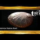 1 Kilo | Abalone | Glistening Abalone | Short | Seashells | Sea shells