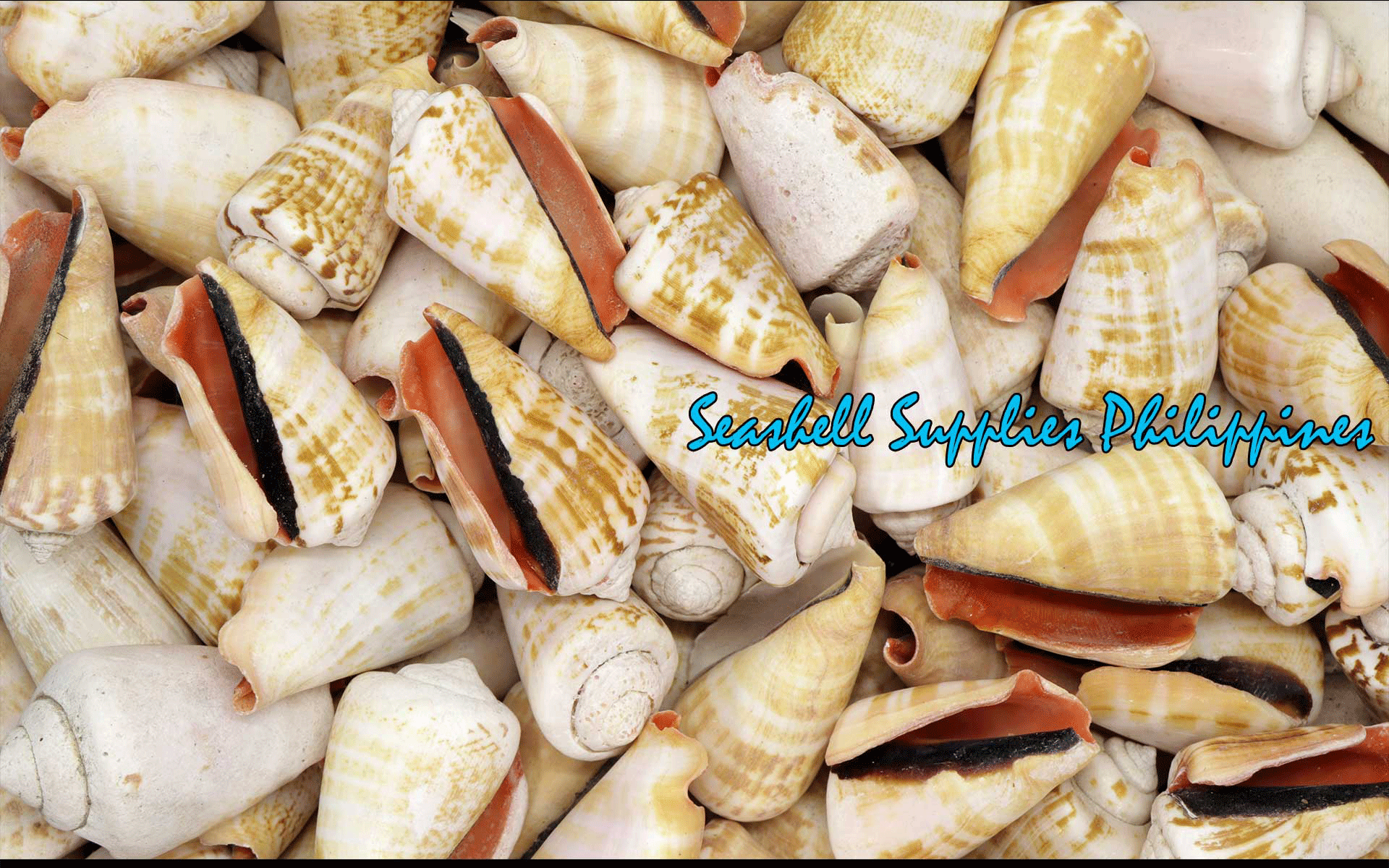 1 Kilo | Red Lips | Strawberry Conch | Seashells | Sea shells ...