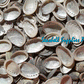 1 Kilo | Abalone | Glistening Abalone | Short | Seashells | Sea shells