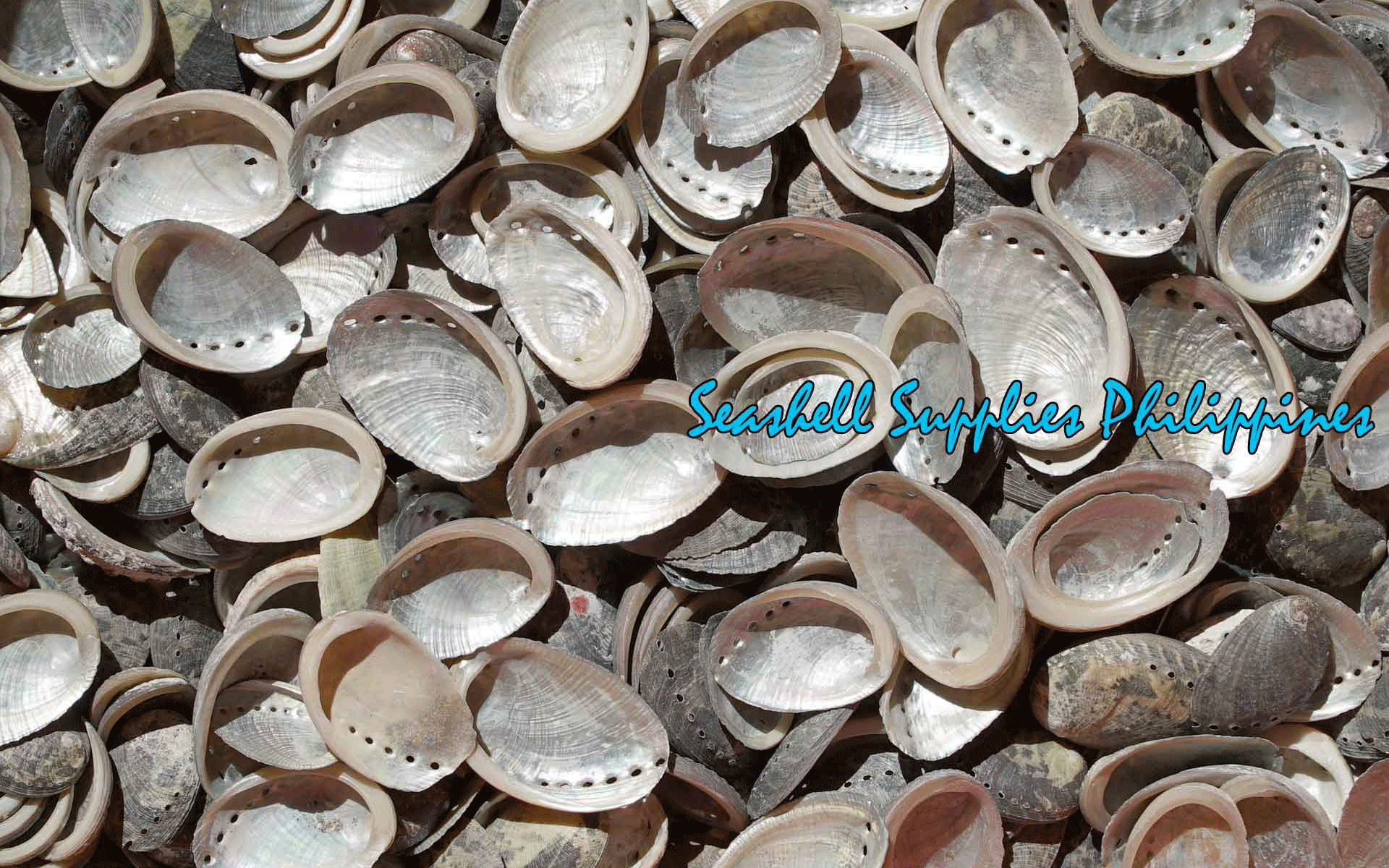 Layagan Shell Wholesale Seashells – Philippine Supplier | Ships Worldwide Since 1974 ...