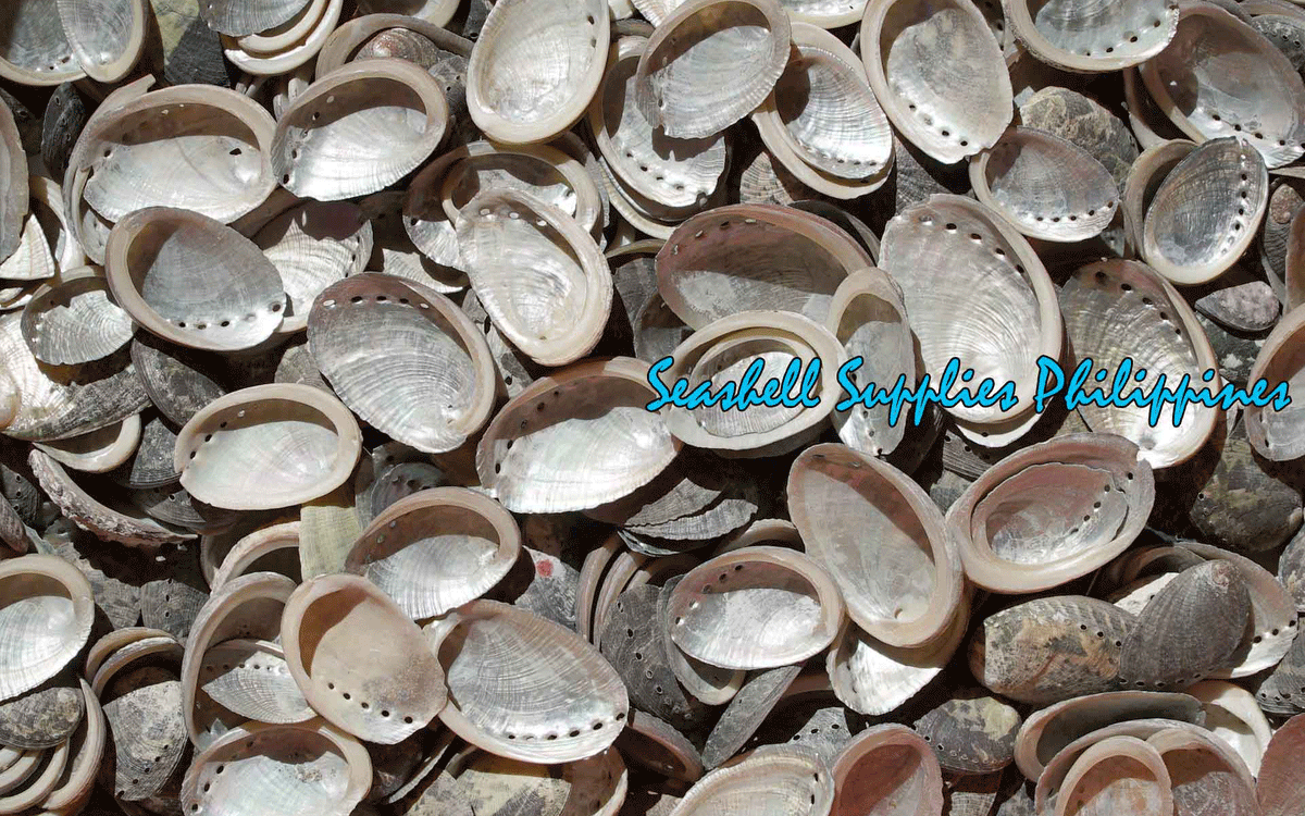 Abalone | Glistening Abalone | Short Sea Shells