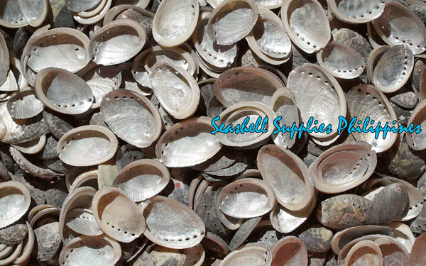 Abalone | Glistening Abalone | Short Sea Shells