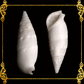 500 Grams | Bala Bala | Aluco Vertagus | White