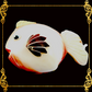 Bottle Opener | Fish | Polished Codakia